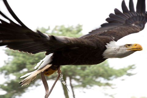 The flying door With an enormous wingspan of 2 to 2.5 meters, this species is nicknamed 'the flying door'. Not as sharp as I liked my photo to be, yet the bird seems sharp enough! Bald Eagle,GeotaggedHaliaeetus,The Netherlands,leucocephalus