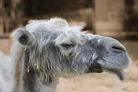 Life through a camel's eyes It seems all like haze, relaxed, no stress, high endurance and stamina, and a strong will besides.<br />
<br />
This camel has seen a lot in its years. Bactrian camel,Camelus bactrianus,Geotagged,The Netherlands