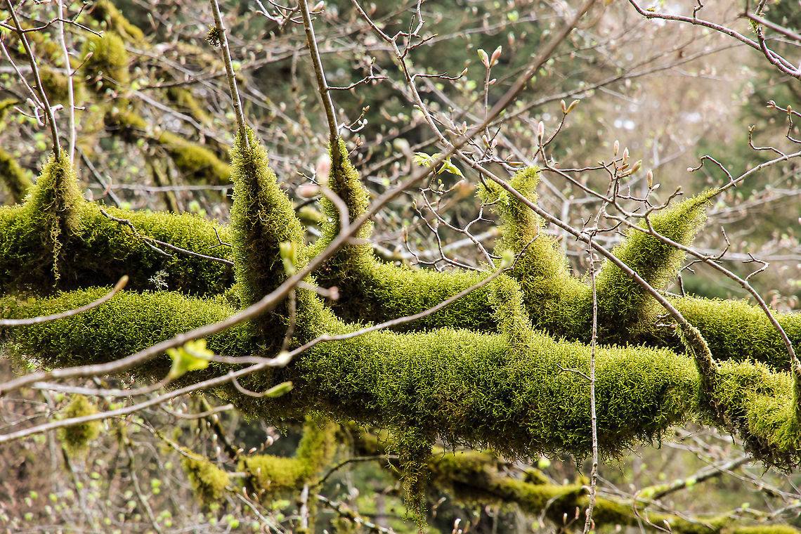 A musky dawn, a new spring I just love these branches, draped by an abundance mossly green, new leaves breathing, popping. It grew almost horizontally, hanging towards a small waterfall in the heart of France. The silent bells of spring.  France,Geotagged,moss,waterfall