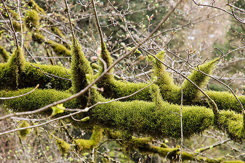 A musky dawn, a new spring I just love these branches, draped by an abundance mossly green, new leaves breathing, popping. It grew almost horizontally, hanging towards a small waterfall in the heart of France. The silent bells of spring.  France,Geotagged,moss,waterfall