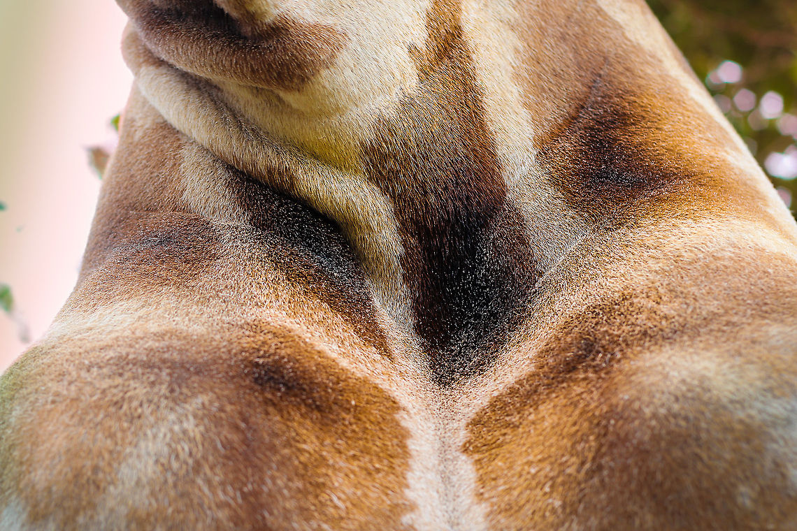 A Longneck Trifold A giraffe&#039;s crossroads, where the front legs and long neck collide. What a creature, inmense, inmensely graceful, patience all over. And so absolutely tall.<br />
<br />
The trifold is not the most spectacular part of the mighty creature, yet these patterns, the depth, warmth and colours are so beautiful. Geotagged,Giraffa camelopardalis,Giraffe,The Netherlands