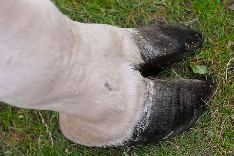 Realistically huge! One of the sturdy feet of the largest living terrestrial animal living on our planet. It can reach a diameter of 30 centimeters. For something with such elegance that is, that is huge! Geotagged,Giraffa camelopardalis,Giraffe,The Netherlands