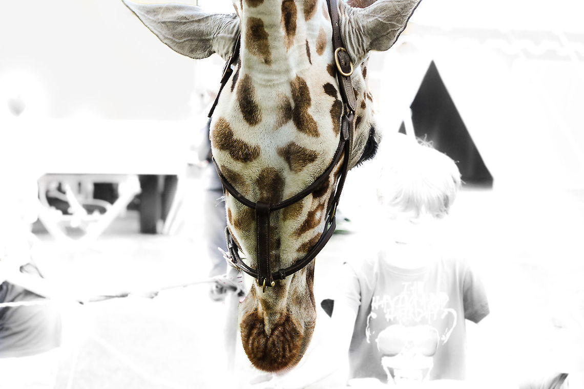 Essence of JungleDragon! Humanity fades, nature in focus, no matter what. JungleDragon changed my eyes, mostly to the better. Nature shares with us so many beauties, if we&#039;d only look:) This images tries to tell that story.<br />
<br />
Besides, this giraffe is a beauty to behold with any eye, you just can&#039;t miss it. But still:) Geotagged,Giraffa camelopardalis,Giraffe,The Netherlands