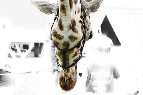Essence of JungleDragon! Humanity fades, nature in focus, no matter what. JungleDragon changed my eyes, mostly to the better. Nature shares with us so many beauties, if we'd only look:) This images tries to tell that story.

Besides, this giraffe is a beauty to behold with any eye, you just can't miss it. But still:) Geotagged,Giraffa camelopardalis,Giraffe,The Netherlands