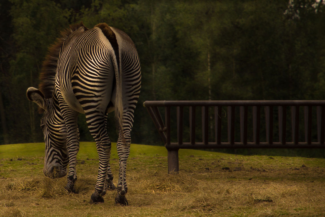 Darker light of magic On a cloudy day and a speck of light the contrast of black... and white. Equus grevyi,Geotagged,Grévys zebra,The Netherlands
