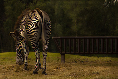 Grévys zebra