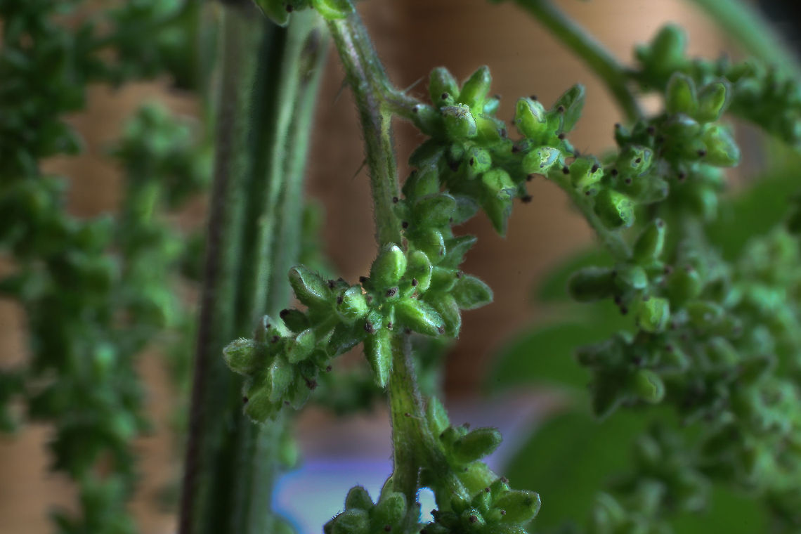 Fist of Fury The stinging nettle flowers. Simple and disarming. Toxics leave the nettle system upon this simple flower showing. <br />
 Geotagged,Stinging nettle,The Netherlands,Urtica dioica