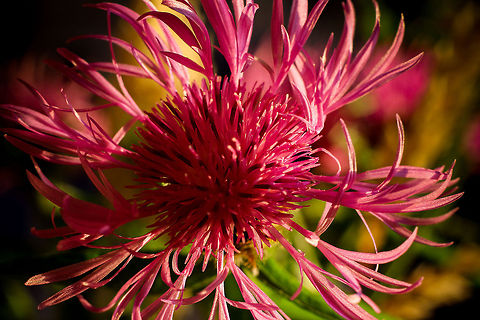 Latest Light of day Simplistic power at the end of a day. Just before a storm hits my little village, the sky colours a magnificent orange, colouring this purple flower more redish than it means to be. Centaurea montana,Geotagged,The Netherlands,macro,soligor 12mm