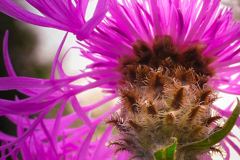 Purple vain Amazingly different from the shot in evening light, this enhances the purpleness of this flower of simplicity. Growing in so many places, weedlike among the grass and poppies.  Centaurea jacea,Geotagged,The Netherlands,macro,soligor 12mm
