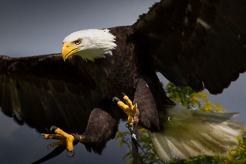 Into my arms Please, take my offer for a free ride! Bald Eagle,Beekse Bergen,Geotagged,Haliaeetus leucocephalus,The Netherlands