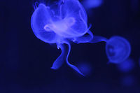 Backside of the moon (ode to Tony) If the moon had any water, I bet the other side of the moon, with all its mysteries, it would hold creatures just like this: Moon Jellyfish. Aren't they angel like? API API,Aurelia aurita,Geotagged,United Kingdom,moonlight jellyfish,scarborough,sealife center