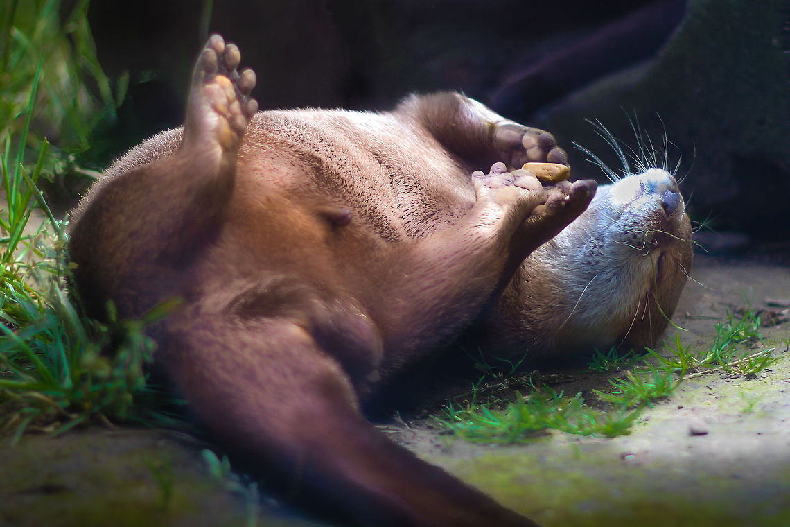 Pebbles in the sun This lovely little otter was playing with a pebble, golden gleaming, sunlit. Just like our cats at home. At ease, dappled in the rays of beautiful day. I was for a full five minutes before realising the beauty of it on film. <br />
Hope you enjoy it too. Aonyx cinerea,Geotagged,Oriental small-clawed otter,United Kingdom,pebble,scarborough,sealife center