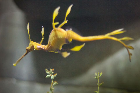 Dragonis noiseious Mysterious masters of camouflage, the weedy sea dragon. Watch the movies attached, so beautiful. Geotagged,Phyllopteryx taeniolatus,United Kingdom,Weedy seadragon