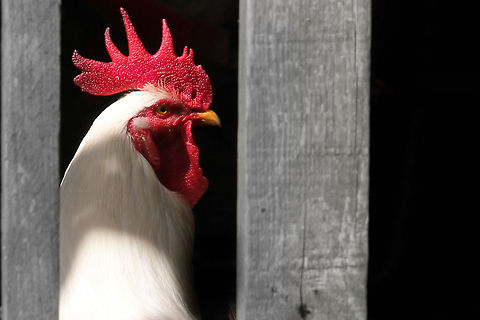 Barred pride Walking in the Yorkshire Dales we accidently met this rooster, as we strayed from our course due to some bulls attention. Pride in white, as tall he stood, prepared to protect his family.  Chicken,Domestic Chicken,Gallus gallus,Gallus gallus var. domesticus,Geotagged,United Kingdom