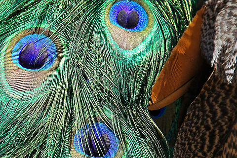 Proud presence Stately it walked among the many grasses on the hill. Alone it did not want to surprise me in showing its feathered kingly clothing. I admired its mantle non the less! Geotagged,Indian Peacock,Pavo cristatus,United Kingdom