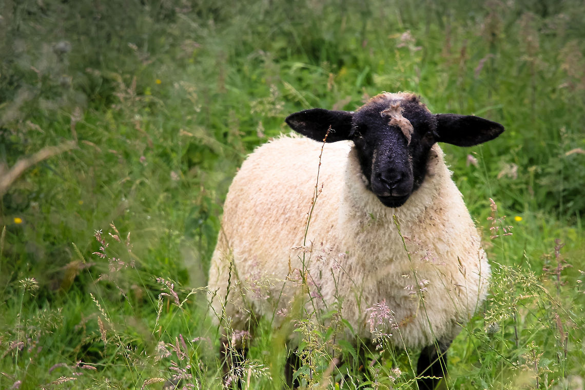 Shaun In the beautiful and bare North Yorkshire Dales, as the rough fingers of the Pennines mountains cross the land, these sheep with beautiful curled horns prosper. I caught a youngster that reminded me of Shaun. The Sheep.  Domestic sheep,Geotagged,Ovis aries,Swaledale,United Kingdom