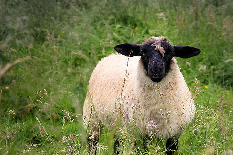 Shaun In the beautiful and bare North Yorkshire Dales, as the rough fingers of the Pennines mountains cross the land, these sheep with beautiful curled horns prosper. I caught a youngster that reminded me of Shaun. The Sheep.  Domestic sheep,Geotagged,Ovis aries,Swaledale,United Kingdom