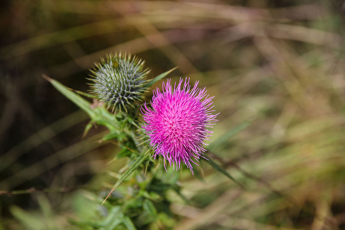 Pride of the Scotts Alongside tartan, the thistle is perhaps the most identifiable symbols of all things Scottish, but how did a beautiful but common weed become the national symbol of such a proud race of people?<br />
<br />
In truth, no-one knows, but legend has it that a sleeping party of Scots warriors were saved from ambush by an invading Norse army when one of the attackers trod on a thistle with his bare feet. His cries raised the alarm, the roused Scots duly defeated the invaders, and the thistle was adopted as the symbol of Scotland. Unfortunately, there is no historical evidence for this, but Scots, like other nations, love a good story. Cirsium vulgare,Geotagged,Spear Thistle,United Kingdom