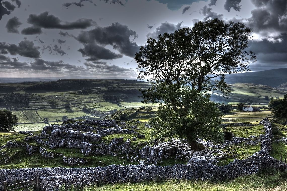 Famous Ash Or so spoke an old man in an old car, hailing us as we photographed some cows just a corner away. There, he said, was the famous Ash tree, often used in Dales and Yorkshire flyers. That, he says, is the photo that sells. And, just aah, wow, he&#039;s right. What a sight. Fraxinus excelsior,Geotagged,HDR,United Kingdom,ash,dales,famous,yorkshire