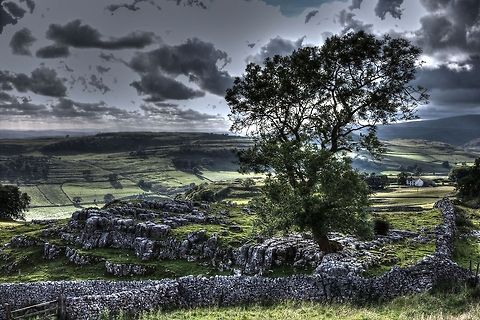 Famous Ash Or so spoke an old man in an old car, hailing us as we photographed some cows just a corner away. There, he said, was the famous Ash tree, often used in Dales and Yorkshire flyers. That, he says, is the photo that sells. And, just aah, wow, he's right. What a sight. Fraxinus excelsior,Geotagged,HDR,United Kingdom,ash,dales,famous,yorkshire