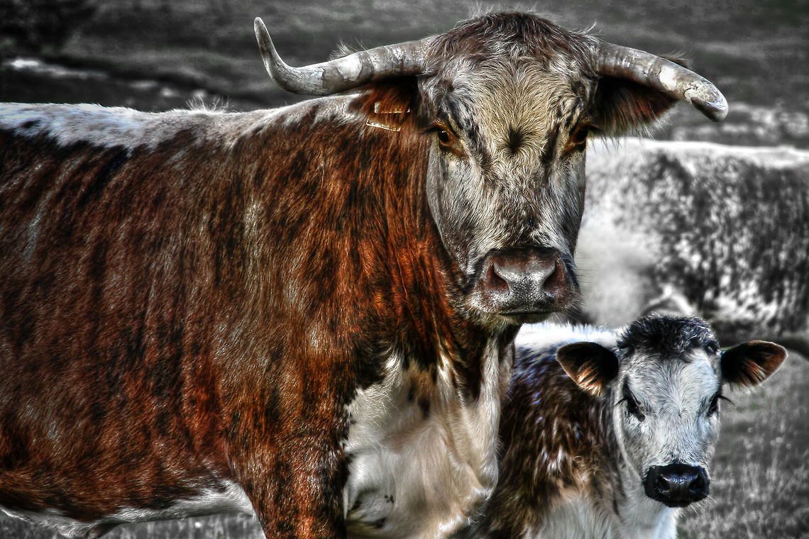 Hereford pride Proud and surefooted they trot adventurous Dales, in mindful observation. <br />
Unperturbed by a camera&#039;s adoration.<br />
 Bos primigenius taurus,Cattle,Cow,Geotagged,HDR,United Kingdom,dales,hereford,yorkshire