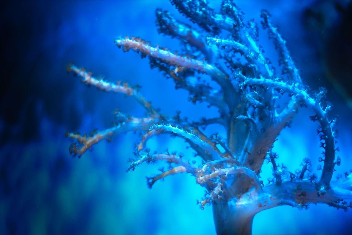 Blue Lagoon Does thy know my name? I swim without really moving, a fixed coral<br />
 Geotagged,United Kingdom