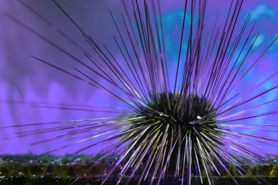 The Long spine goodnight (sharper than I look) You don&#039;t want to step into me as I will protect myself. <br />
Did you know fish like the endangered species Banggai Cardinal have discovered I also protect their eggs?<br />
The male fish carry their eggs into their mouths for 4 weeks. Then, when they grow bigger, they spit them between my spines. Thus helping my friends to survive. Even without hard labor. Diadema antillarum,Geotagged,Long-spined Sea Urchin,United Kingdom