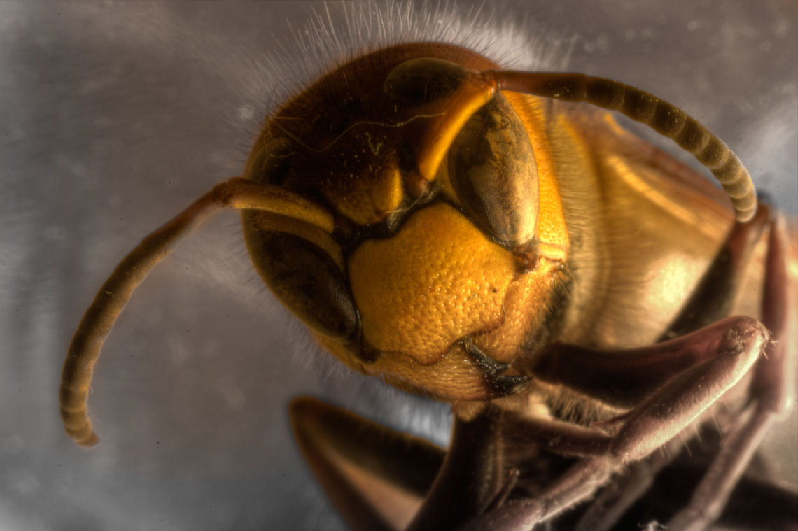 Ye very ol' Vespula Coloured stangely by evening&#039; electric light, he wonders what is happening. Shall he sting again? Will he notice he&#039;s already met his creator? Canon  EF12mm II,European Hornet,Geotagged,HDR,The Netherlands,Vespa crabro,macro,soligor 12mm,soligor 20mm,soligor 36mm