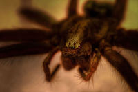 Spider in F minor Shot in low light, f8, this spider really did try to sit still. Intimidating eyes! Canon  EF12mm II,Geotagged,HDR,The Netherlands,macro,soligor 12mm,soligor 20mm,soligor 36mm
