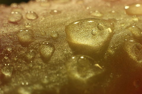 Multicore dream stage (tears part 2) Do view it in HD, the default is a bit too fuzzy. Feel the richness of natures finest, without which earth would not have survived as a species container! Geotagged,The Netherlands,Vanda tricolor,canon,dew drops,marco,soligor 12mm,soligor 20mm,soligor 36mm,water