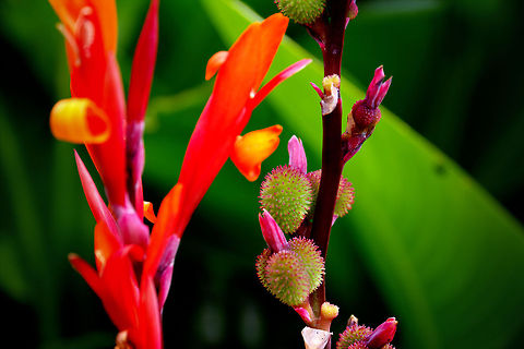 Staging breath of Summer The last breath of summer
The end of warmer days
It is coming to a closure
Enjoy these reddish sprays. 


After some very busy weeks I'm getting a bit more time off for the fun stuff.  Aroideae,Canna indica,Geotagged,HDR,The Netherlands,dusk,sunset