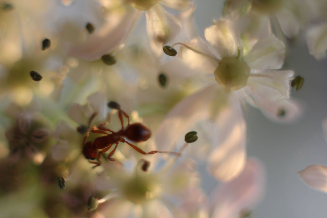 Summer solitude A solitary ant, crawling in search for food. Maybe looking for Aphids ready to milk. <br />
Don't you just feel the rays of summer?  Anthriscus sylvestris,Geotagged,The Netherlands,ant,macro,soligor 12mm,soligor 20mm