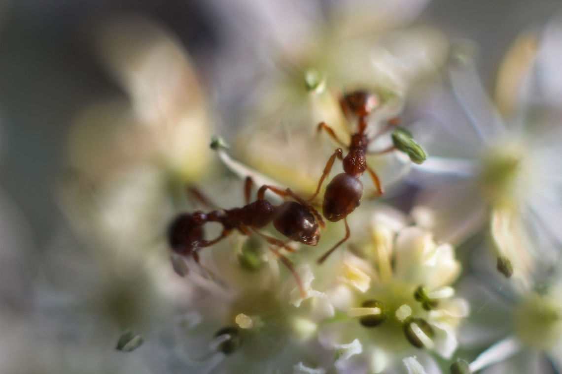Of Summer kisses Two ants incidently meeting on a flower on the side of a path. Is it a coincidence, or nature&#039;s date? Anthriscus sylvestris,Formica polyctena,Geotagged,The Netherlands,ant,macro,soligor 12mm,soligor 20mm