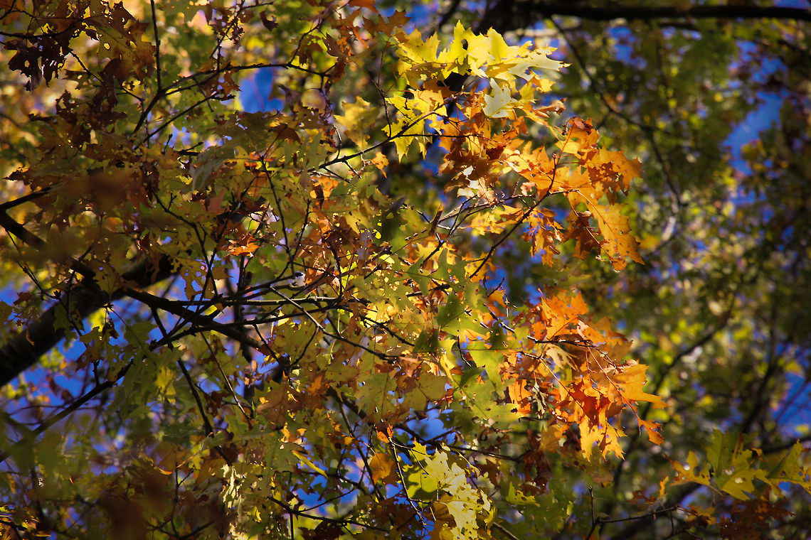 Authumn rise Weather is changing<br />
Formations in the skies<br />
Pallets fading<br />
Autumn in disguise<br />
<br />
In a darkening evening suddenly a few last rays pierce a small patch of oak in a Belgian forest.  Belgium,English oakQuercus robur,Geotagged,Quercus robur,The Netherlands