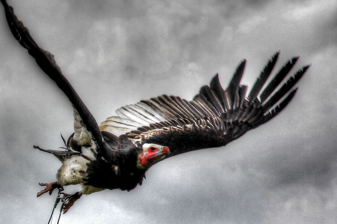 Conquiro Caro Flying through smokey clouds,<br />
in search for carrion:<br />
The older the meat<br />
the better to eat.. Geotagged,HDR,The Netherlands,Trigonoceps occipitalis,White-headed Vulture,oliemeulen,tilburg,zoo