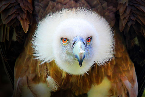 Griffon grudge Analysing, forming a strategy fit to your need. Quite a feat. Run! Geotagged,Griffon Vulture,Gyps fulvus,HDR,The Netherlands