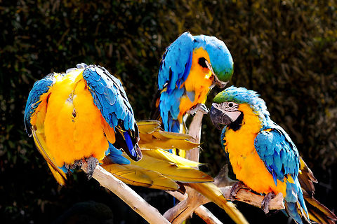 Youthful trinity Playful, not only with colours, also with each other, with sounds, wit and naughtyness. Ara ararauna,Blue-and-Yellow Macaw,Geotagged,HDR,The Netherlands