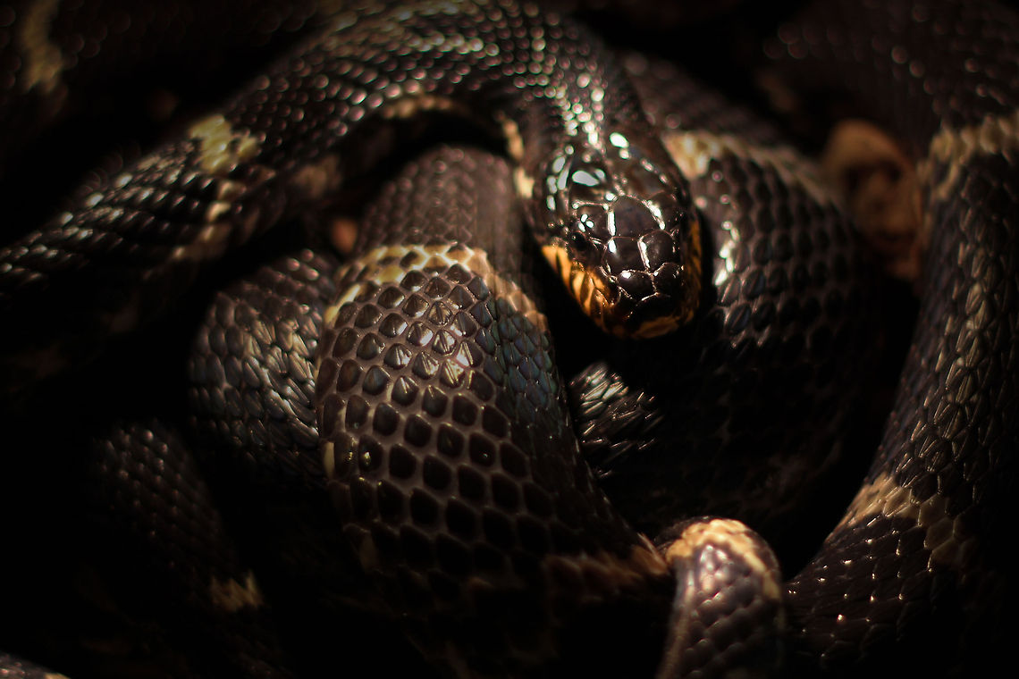 Russian Rat Roulette Shot in the dark, <br />
with only a heat lamp to light<br />
 the immaculate darkness.<br />
<br />
Behold the black water snake... Zoom in to face the coolness. Elaphe schrenckii,Geotagged,Manchurian Black Water Snake,The Netherlands