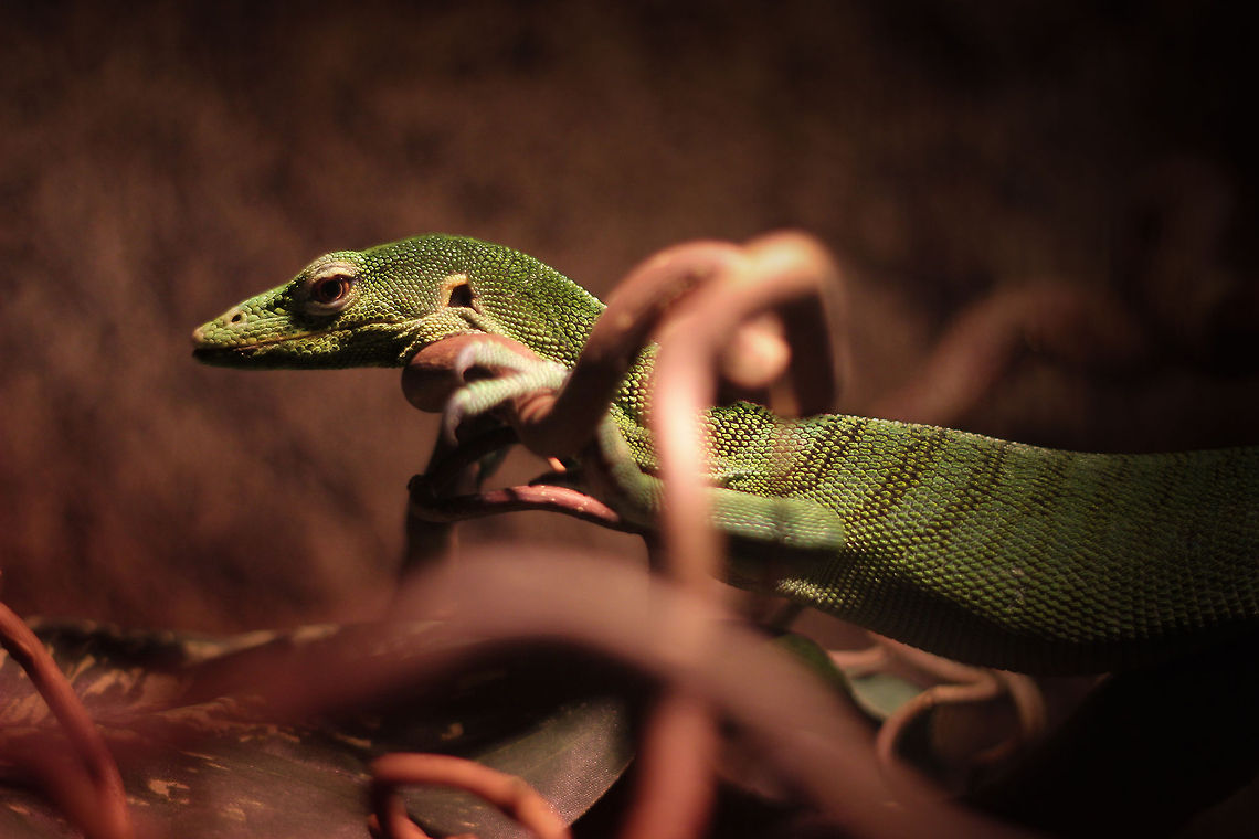 The fifth limb Did you know the Emerald Tree Monitor is one of the few Varanus species to actually use its tail as an extra limb? I thought it kind of obvious, but there I was wrong. <br />
For the Varanus it is a nice treat after some 60 million years of evolutionary promotion. Btw. the tail is 2/3 of its total length. It uses its tail 100% in trees, prefering mangroves, rain forests, or even palm or cacao plantations.  Emerald Tree Monitor,Geotagged,Smaragdvaraan,The Netherlands,Varanus prasinus,oliemeulen,varaan