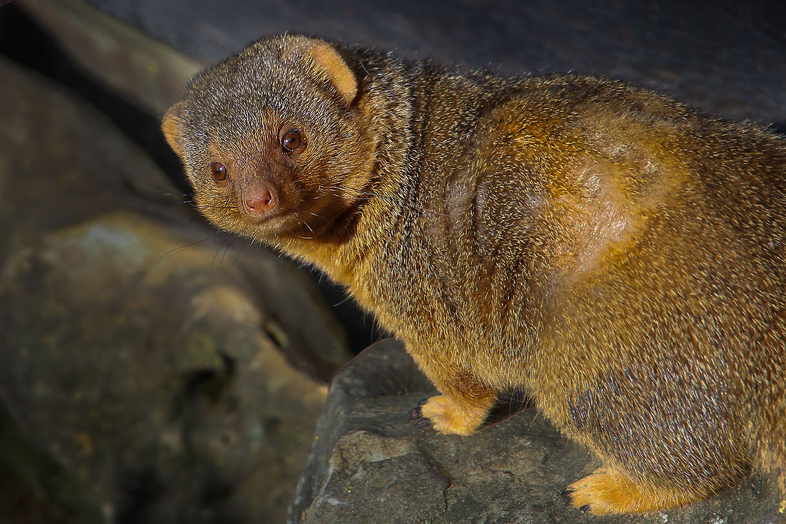 African's smallest (biggerrin non-thumbnail mode:)) Carnivore the smallest,<br />
In intelligence the tallest<br />
The savannah I hunt<br />
And locusts will stunt<br />
into the Hornbills beaks<br />
Protective service for weeks.<br />
<br />
(crappy but informative poem by uhh me:))<br />
 Common Dwarf Mongoose,Geotagged,Helogale parvula,The Netherlands