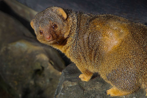 African's smallest (biggerrin non-thumbnail mode:)) Carnivore the smallest,
In intelligence the tallest
The savannah I hunt
And locusts will stunt
into the Hornbills beaks
Protective service for weeks.

(crappy but informative poem by uhh me:))
 Common Dwarf Mongoose,Geotagged,Helogale parvula,The Netherlands
