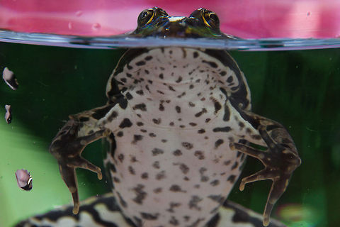 A last summer's drop "I love summer! Summer is hot.
It's sun and shade.
It's water to wade.
It's frogs and bugs.
It's grass for rugs.
It's eating outside.
It's a tree-swing ride.
It's tomatoes and corn.
It's dew in the morn."

It's the last ode to summer.. This year! Common frog,Geotagged,Rana temporaria,The Netherlands