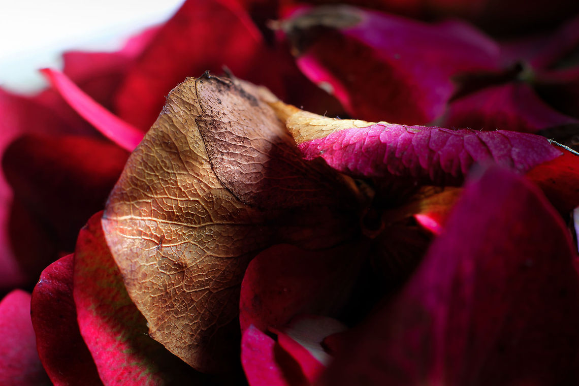 Authumn fading in.. The brightest colours <br />
slowly stepping aside<br />
the redish colours slide<br />
bowing for the authumn king. Bigleaf hydrangea,Canon  EF12mm II,Geotagged,HDR,Hydrangea macrophylla,The Netherlands,soligor 12mm
