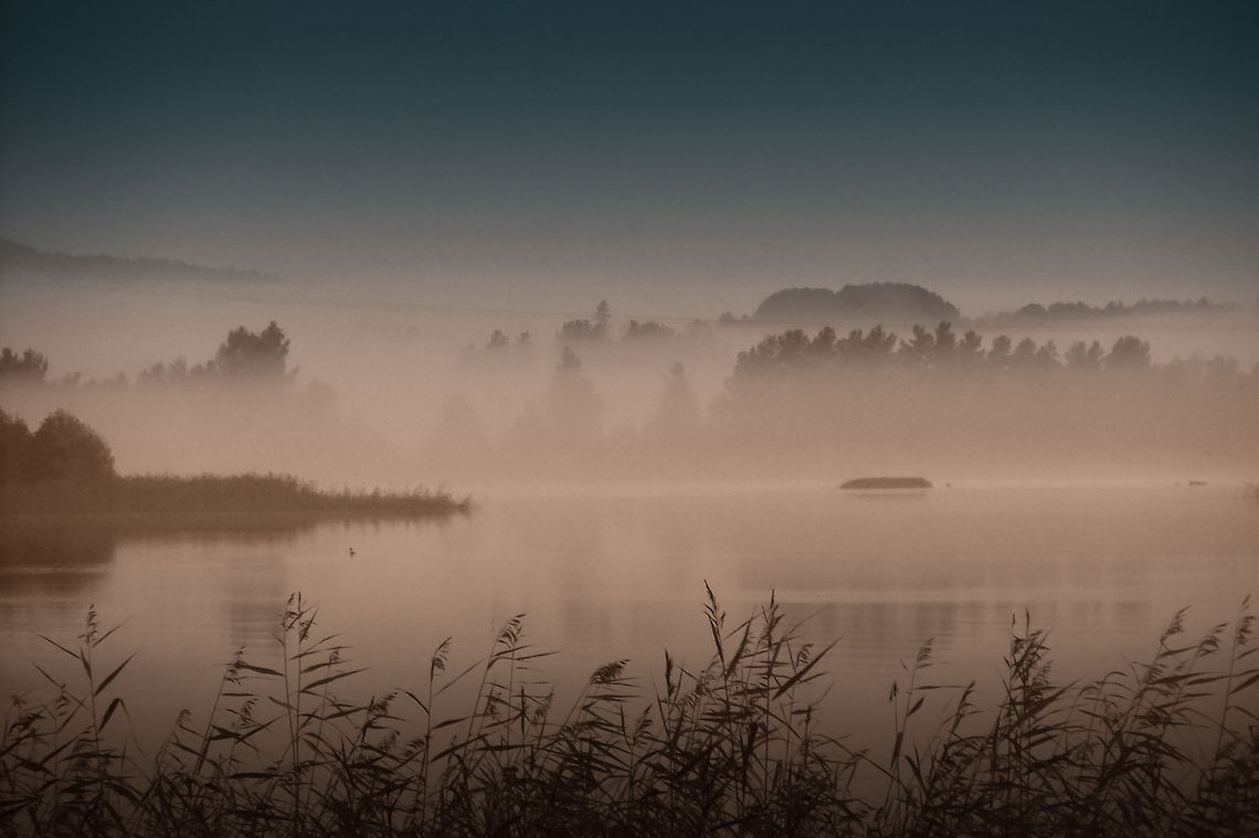 Vanilla base A majestic sight in Swedish dawn.<br />
The lake misted over, <br />
the sun&#039;s eyelashes carefully <br />
peeking over distant hills. <br />
<br />
All that beauty right from own tent.. Geotagged,Phragmites,Phragmites australis,Sweden
