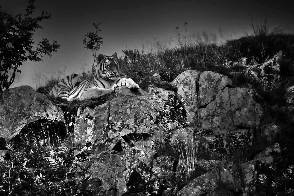 Endangered Siberian Its original habitat in the Primorye province in the Russian Far East, this black striped tiger is the largest cat species still alive.  Only a few hundred of them survive in the wild as of now. <br />
<br />
I caught this one on film in Orsa Bjornpark in sweden. at the end of a beautiful mildly cloudy day with the sun peeking through right now. I monochromed this one due to its poor quality even at low iso. Geotagged,HDR,Orsa bjornpark,Panthera tigris altaica,Siberian tiger,Sweden