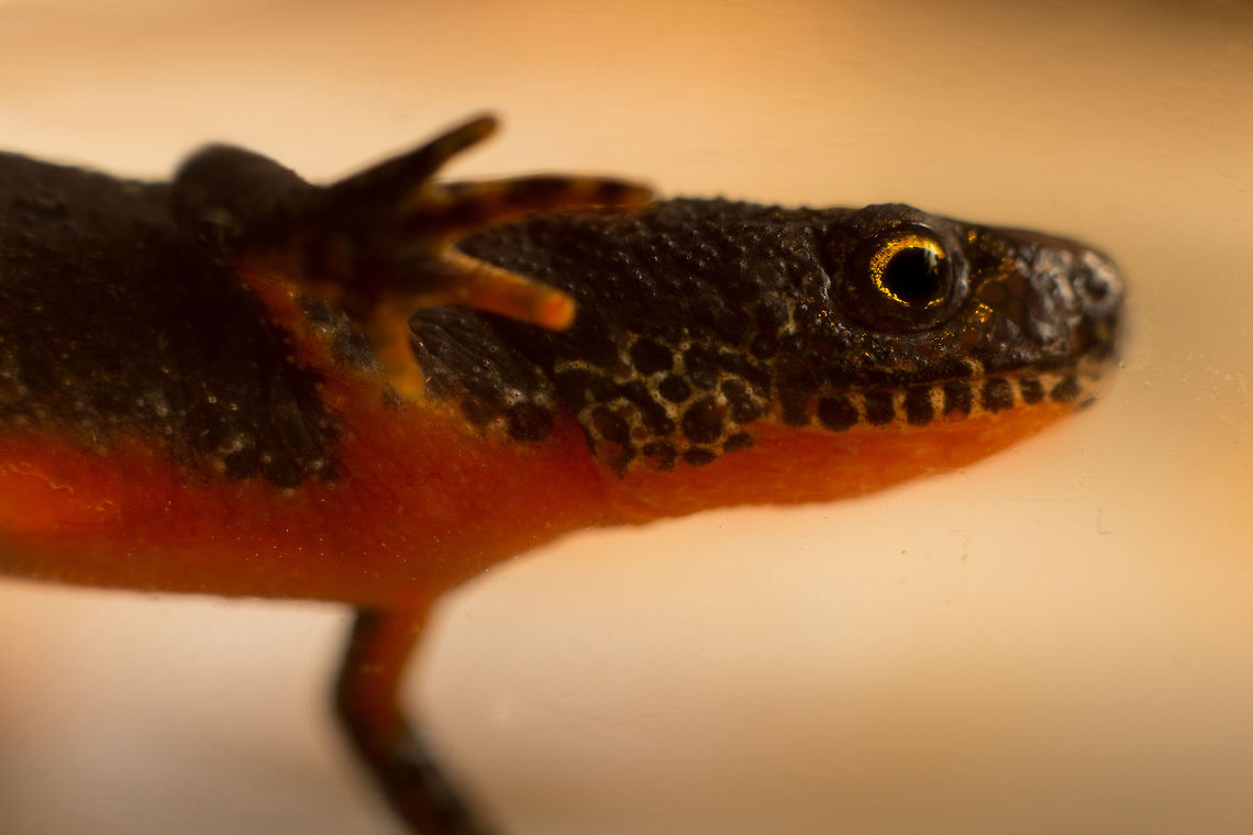 Underwater rascal A very lucky still of a landstaged alpine newt, floating frozen under water, its invisible hand gripping for balance. It is curious yet afraid. It will not be harmed by me, yet it is triggered for action.<br />
After birth these newts are water creatures, light blue and very contrasting in their multicoloured jackets. Then evolution kicks in, the skin darkens, the yellow aspects fade, orange takes over. Still the same newt it looks like another species in the same lifetime: the landstage.  Alpine Newt,Canon  EF12mm II,Geotagged,Ichthyosaura alpestris,The Netherlands,macro,soligor 12mm