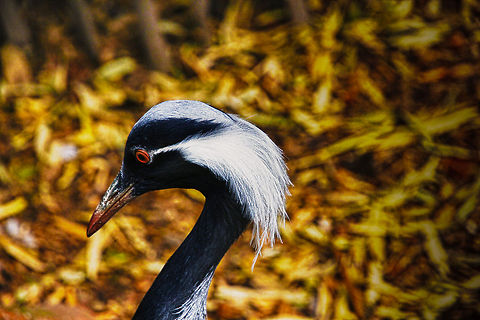 Demoiselle Crane