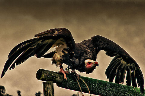 Bird of Armageddon Gloomily awaiting the EOL cycle.. Who is next? Geotagged,The Netherlands,Trigonoceps occipitalis,White-headed Vulture