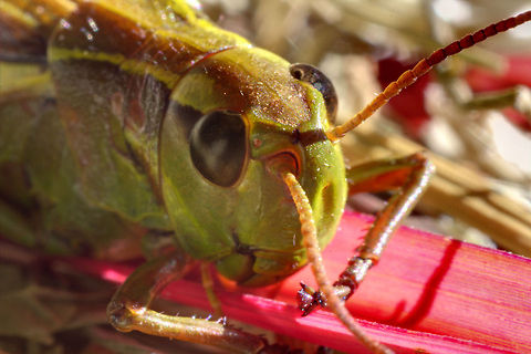 Hopping the meadows Who made the world?
Who made the swan, and the black bear?
Who made the grasshopper?
This grasshopper, I mean-
the one who has flung herself out of the grass,
the one who is eating sugar out of my hand,
who is moving her jaws back and forth instead of up and down-
who is gazing around with her enormous and complicated eyes.
Now she lifts her pale forearms and thoroughly washes her face. Canon  EF12mm II,Chorthippus parallelus,Geotagged,HDR,The Netherlands,grasshopper,macro,soligor 12mm,soligor 20mm,soligor 36mm