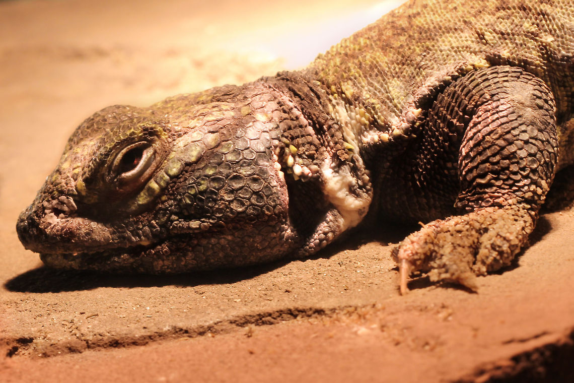Predator Unblinking, red eye focussed, single tooth bared. <br />
<br />
Bell's Dabb Lizard mainly eat small plants and flowers, if there happen to be some in their dry dry deserts. Occasionally they eat little insects or seeds, but only if nothing else is at hand or when not yet of age and not so experienced. <br />
Their tail is very thick, coarse and covered in large spiked plates, might a real predator show up. Beauty in the eye of the beholder.  Geotagged,The Netherlands,Uromastyx acanthinura,oliemeulen